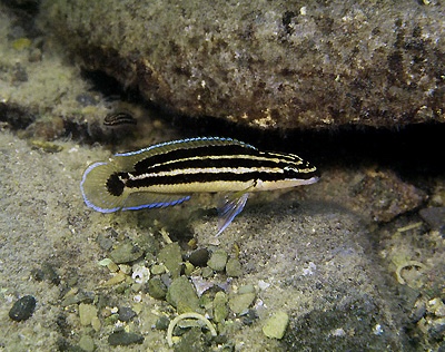 Julidochromis ornatus 'Mbita Island'